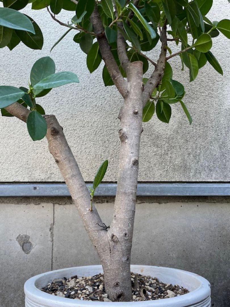 直接引取◾️フィカス・レツーサ　ジャンボリーフ ガジュマル観葉植物 120cm