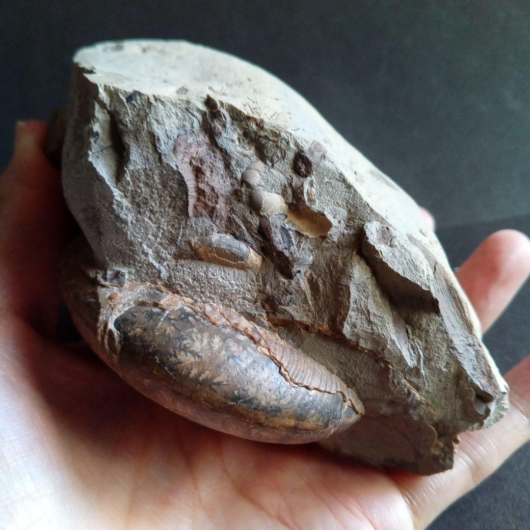 アンモナイト　日本産　北海道　極美麗　クリーニング最高