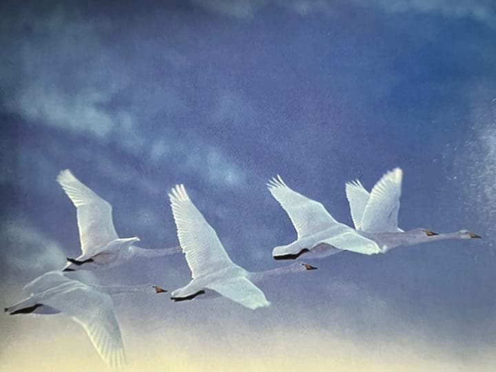 Faces in the forest 森の仲間たち : postcard b…