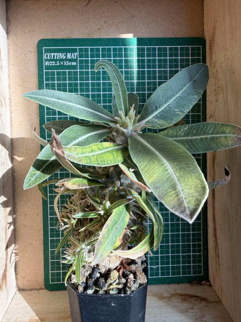 グラキリス 特殊！？ 実生