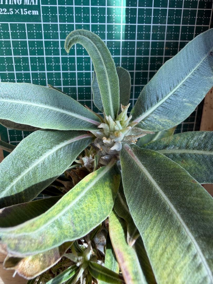 グラキリス 特殊！？ 実生