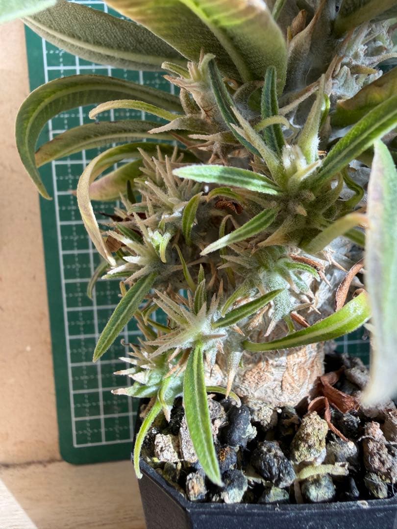 グラキリス 特殊！？ 実生