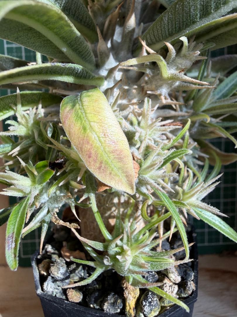 グラキリス 特殊！？ 実生