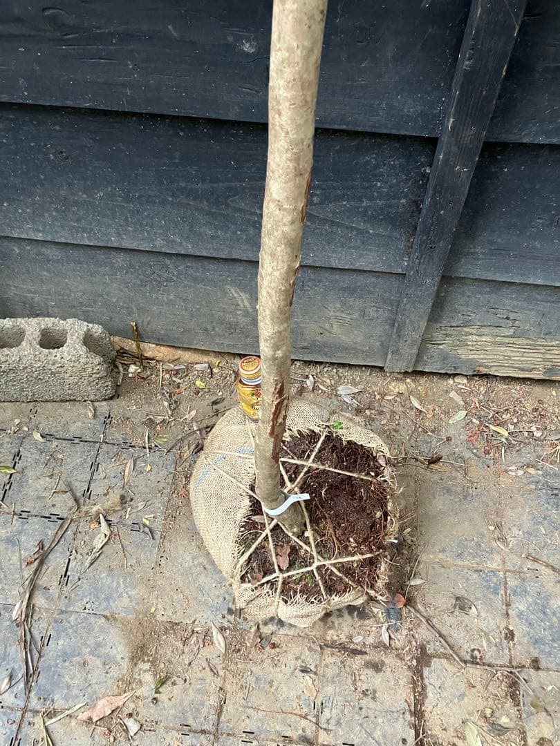 hide 9 山採り　ミツバツツジ