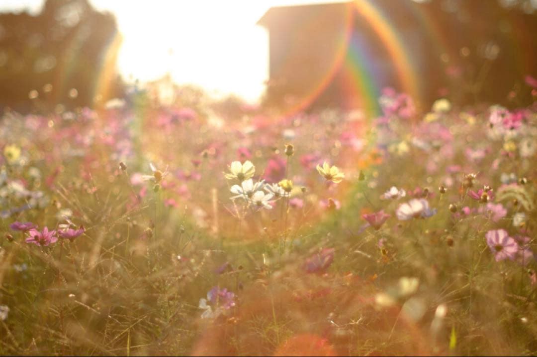 【美品】Super Takumar 55mm f1.8 前期型　m42マウント