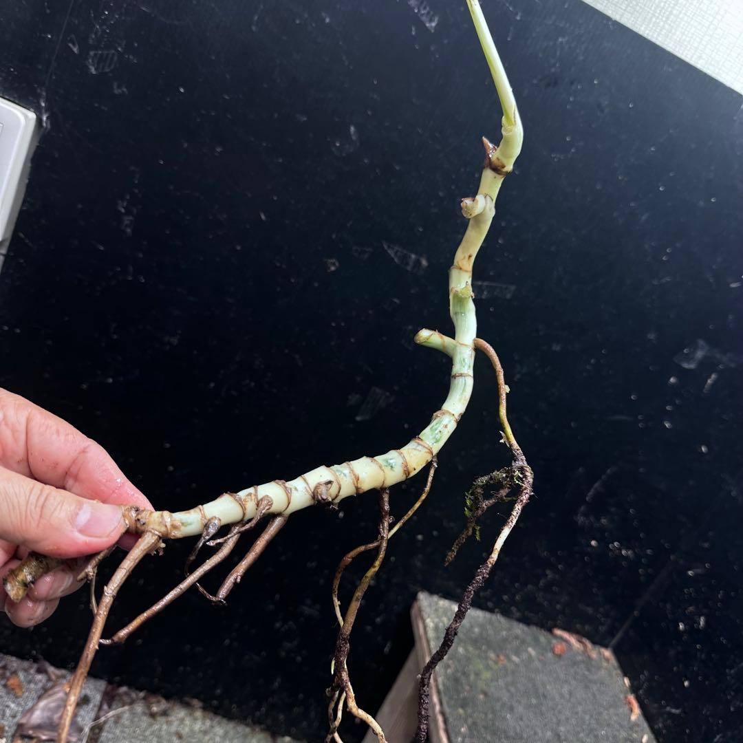 さ**様 斑入りモンステラホワイトタイガー大茎6株おまとめ