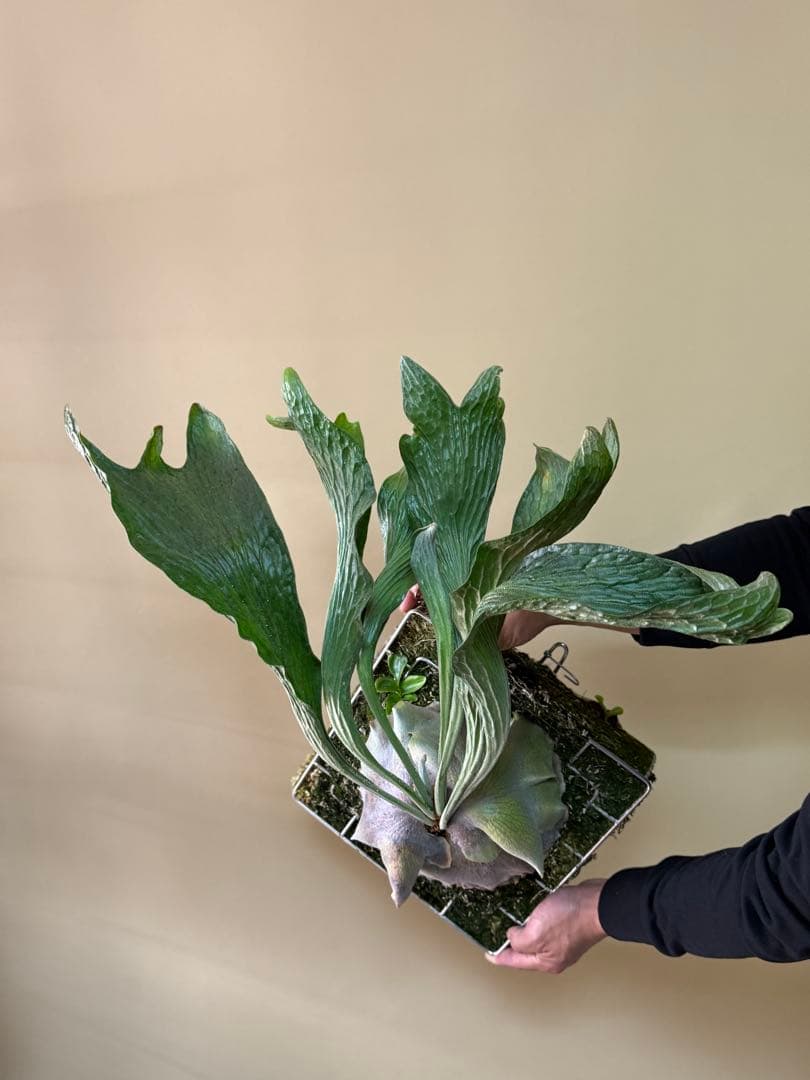 P. hillii 'Dragon Scale' ①子株ビカクシダ　良型サイズ