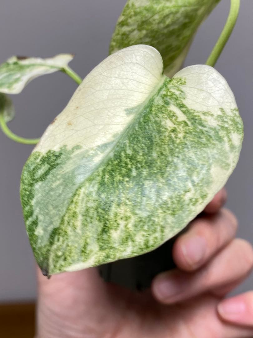 ご*ん様 【斑入り強め✨】モンステラ　デリシオーサ　レガシー　斑入り　希少　人気