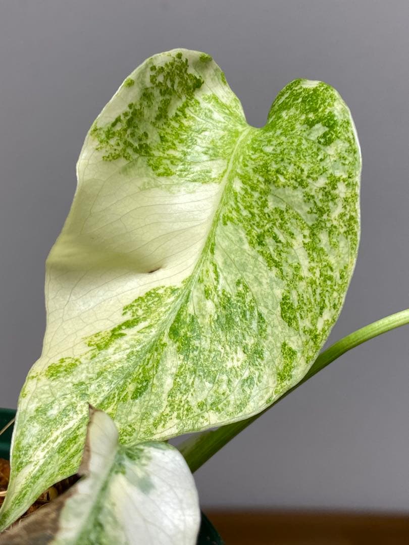 ご*ん様 【斑入り強め✨】モンステラ　デリシオーサ　レガシー　斑入り　希少　人気