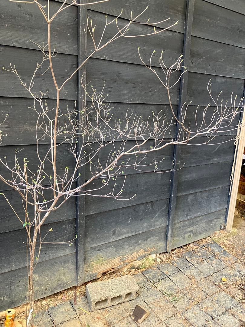 72 山採り　バイカツツジ