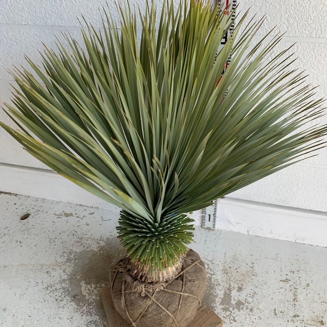 大株　ユッカロストラータ　約100cm 幹上がり　耐寒性　ドライガーデン　26