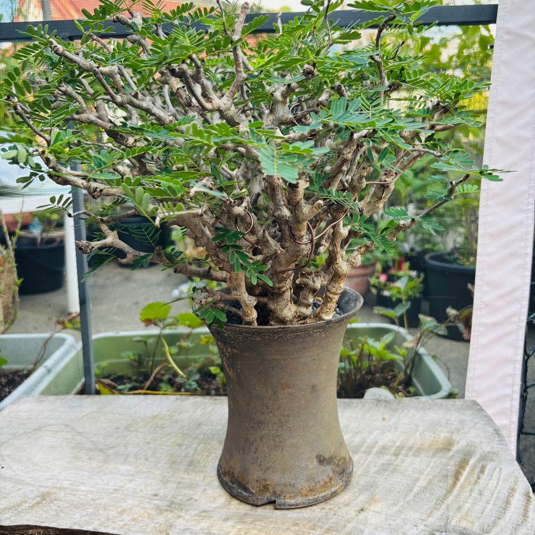 【コレクション株】 標本株 センナメリディオナリス 現地株 全A面 現地球 灌木