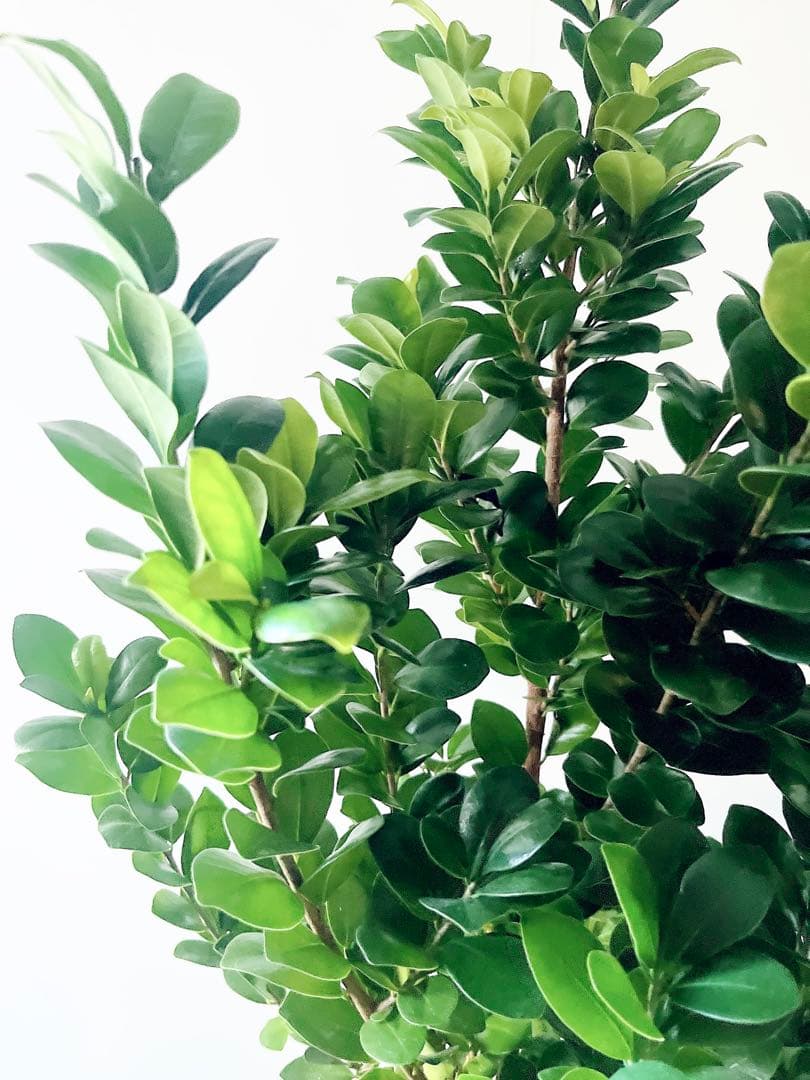 希少 ガジュマル ベビーリーフ 7号鉢 観葉植物 calm cafe