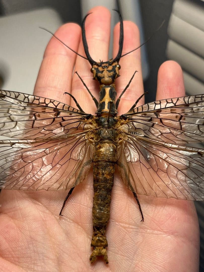 【蜻蛉希少種】キマダラオオキバヘビトンボ オオアゴヘビトンボ 昆虫標本