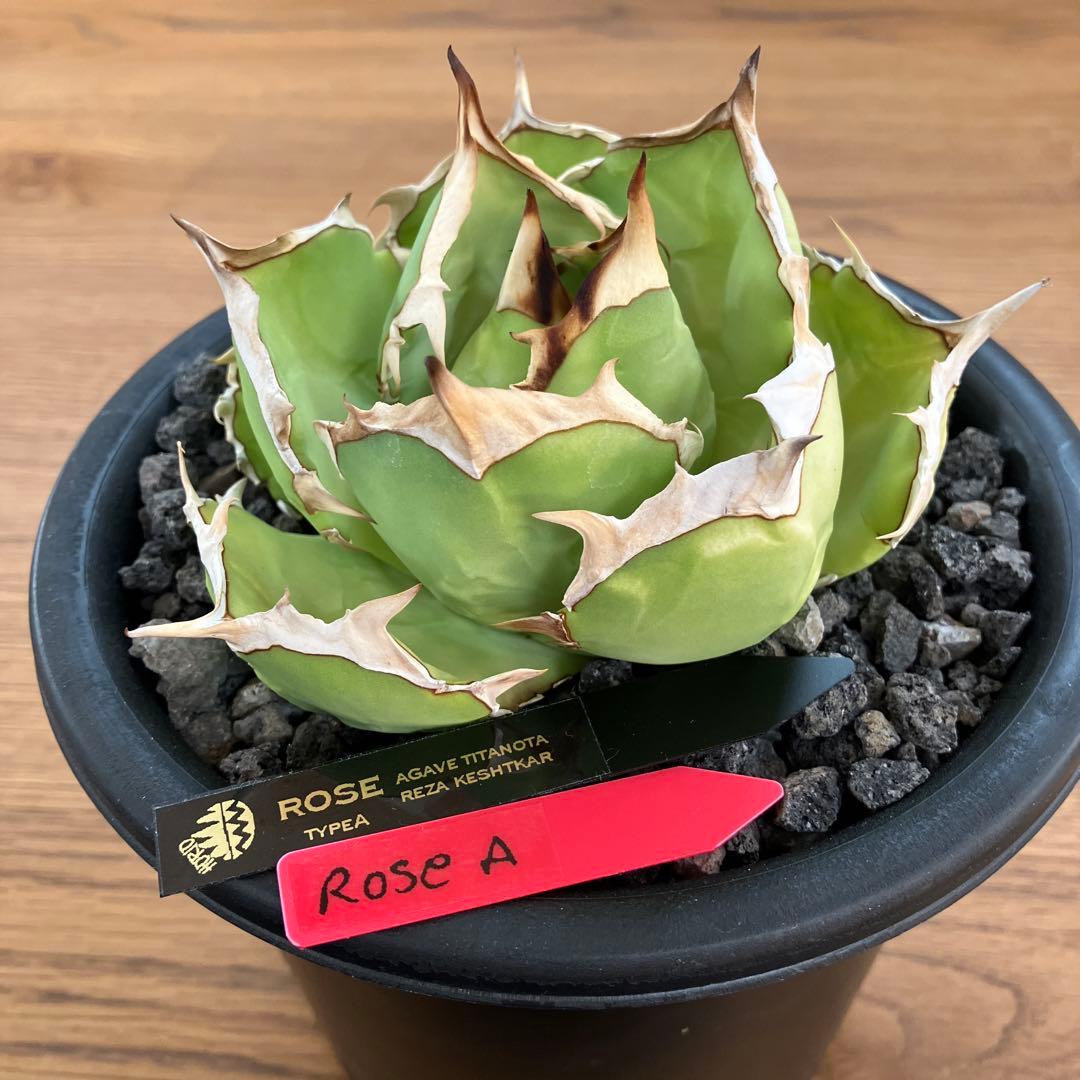 匿名配送【初売り】25 REZA産　特大　イラン　アガベ　Rose typeA