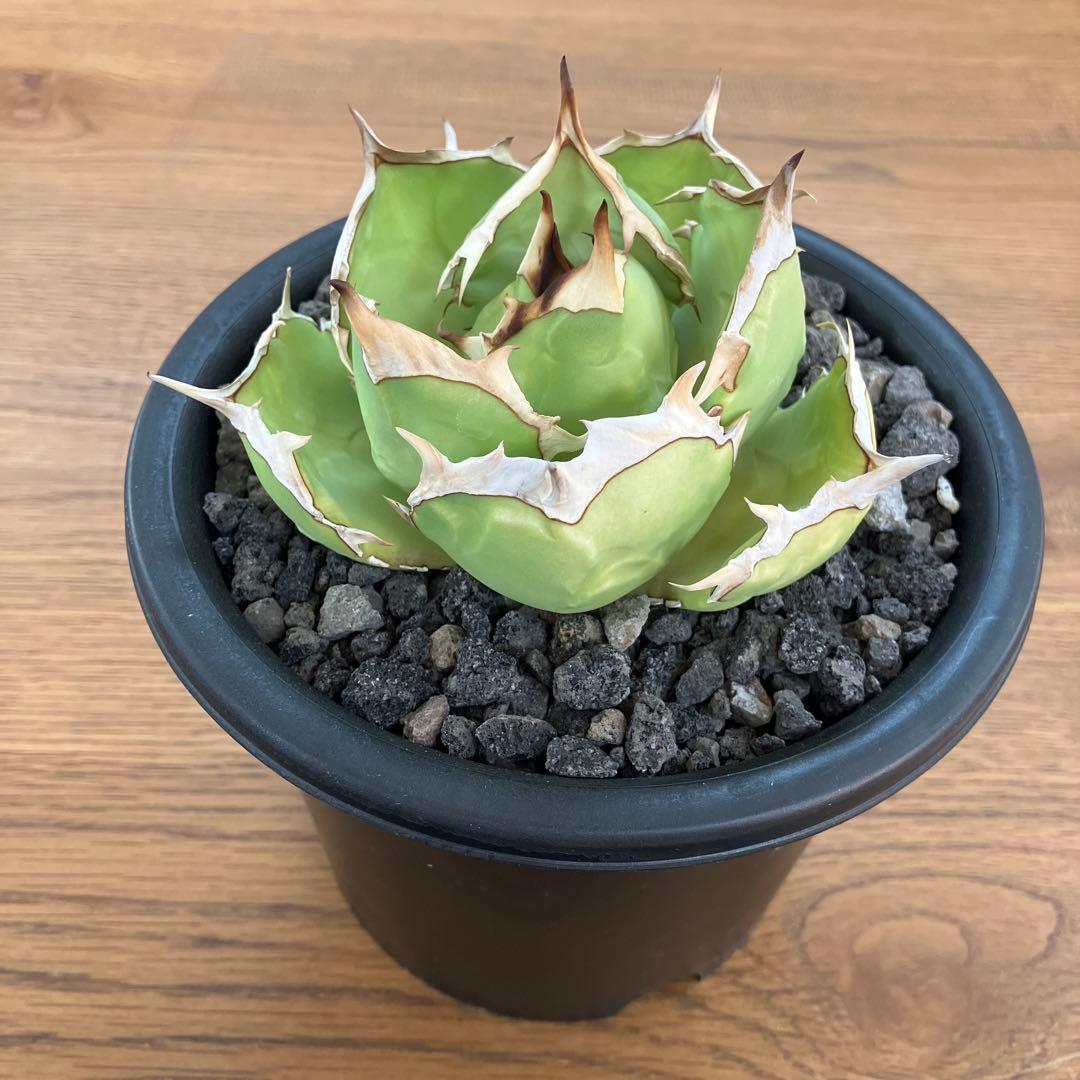 匿名配送【初売り】25 REZA産　特大　イラン　アガベ　Rose typeA