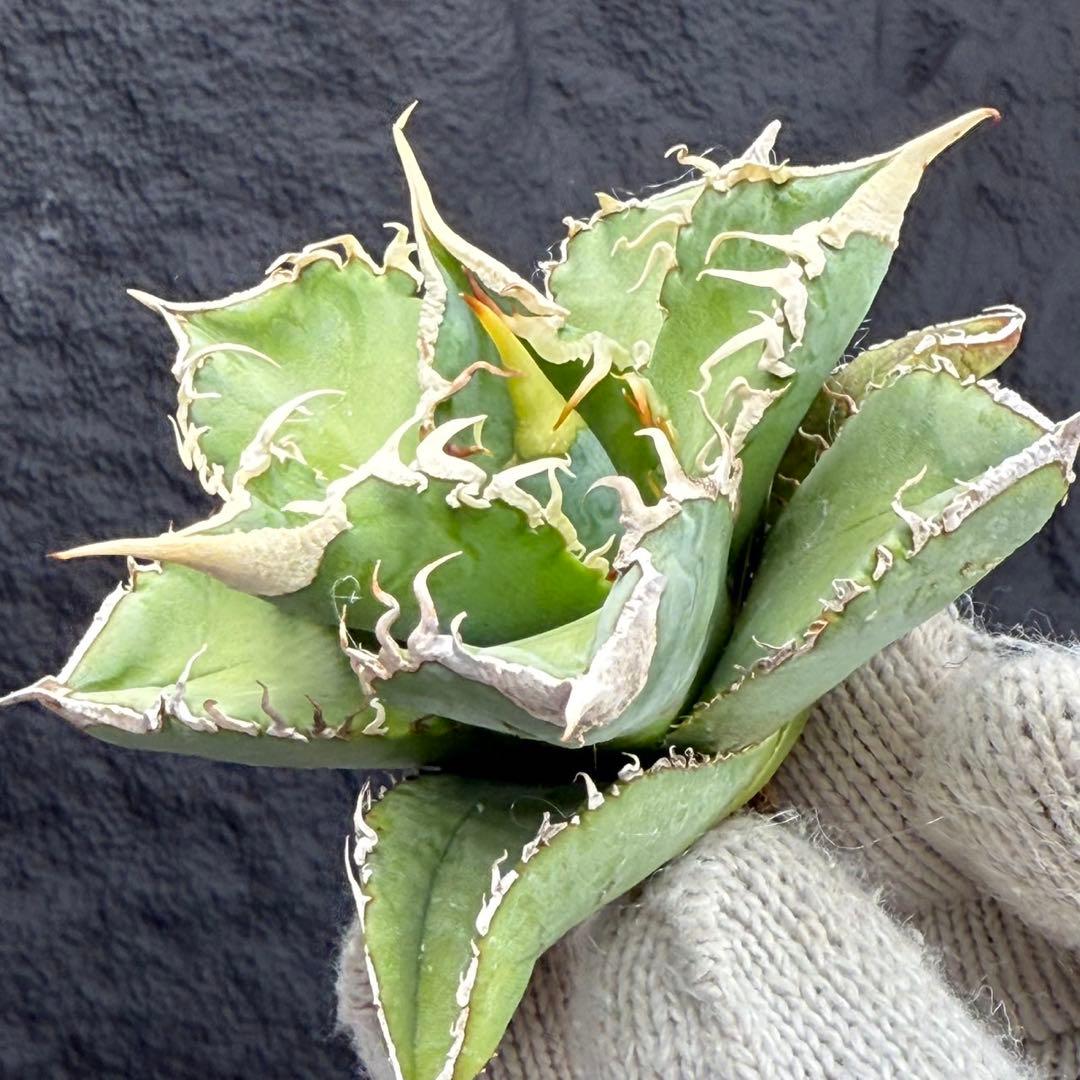 H*C様 【アガベ　チタノタ“台湾ホホジロザメ”】本物保証/極上LED育成株/G