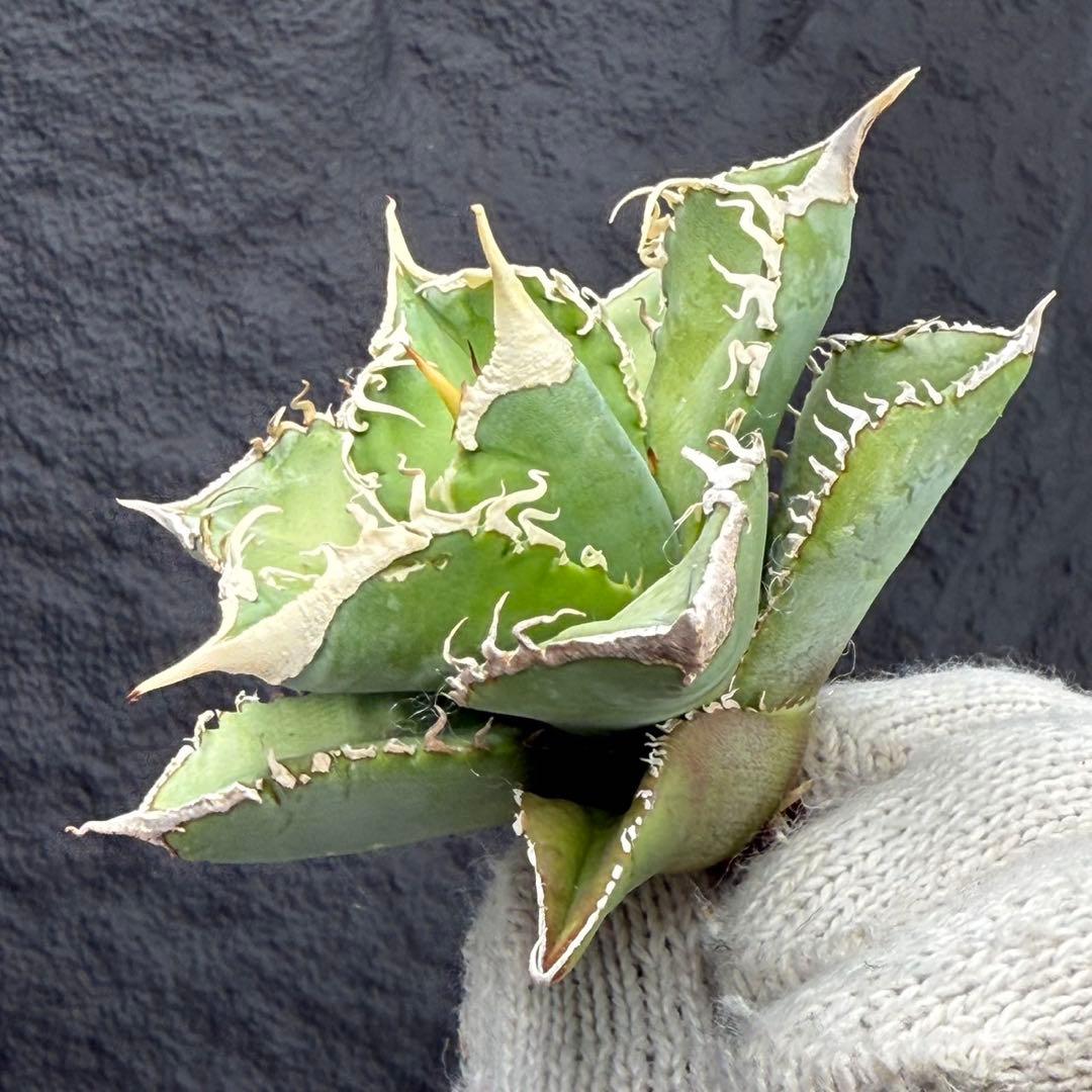 H*C様 【アガベ　チタノタ“台湾ホホジロザメ”】本物保証/極上LED育成株/G