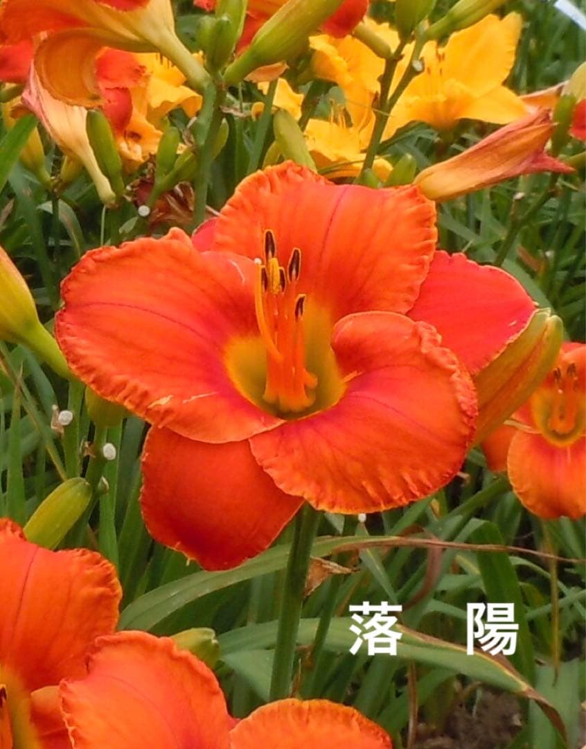 花 ALBAROSA