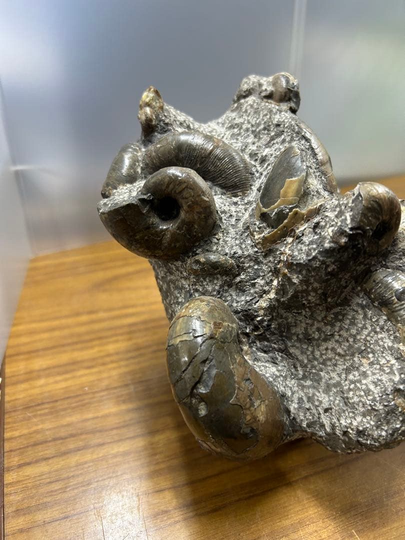 【希少】異常巻き　アンモナイト　化石　ヘテロマーファ　スカフィテス属　4730g