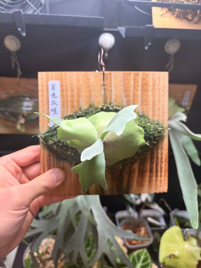 ビカクシダ 月光爪哇 ムーンライト Moonlight