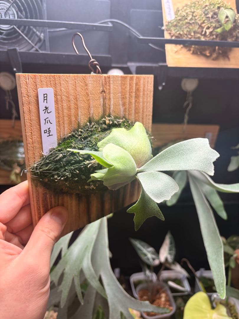 ビカクシダ 月光爪哇 ムーンライト Moonlight