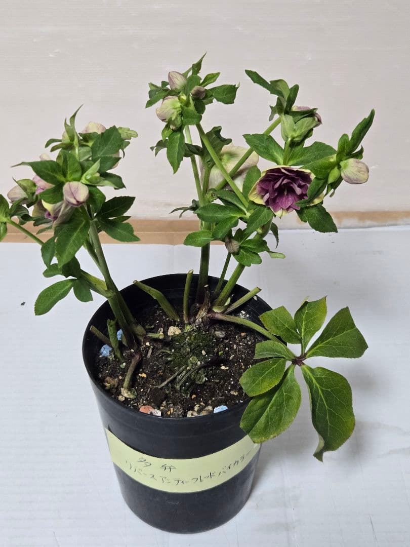 ☆クリスマスローズ☆多弁　リバースアンティークレッドバイカラー☆6号鉢☆