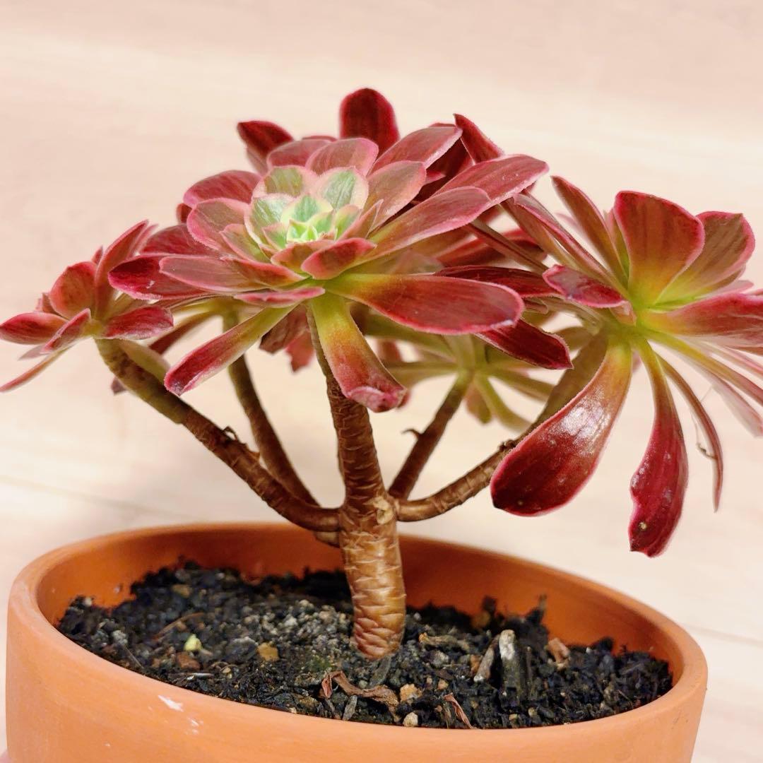 91#多肉植物アエオニウム錦❤️ 白ウエディングドレス ❤️6頭20cm拔き苗