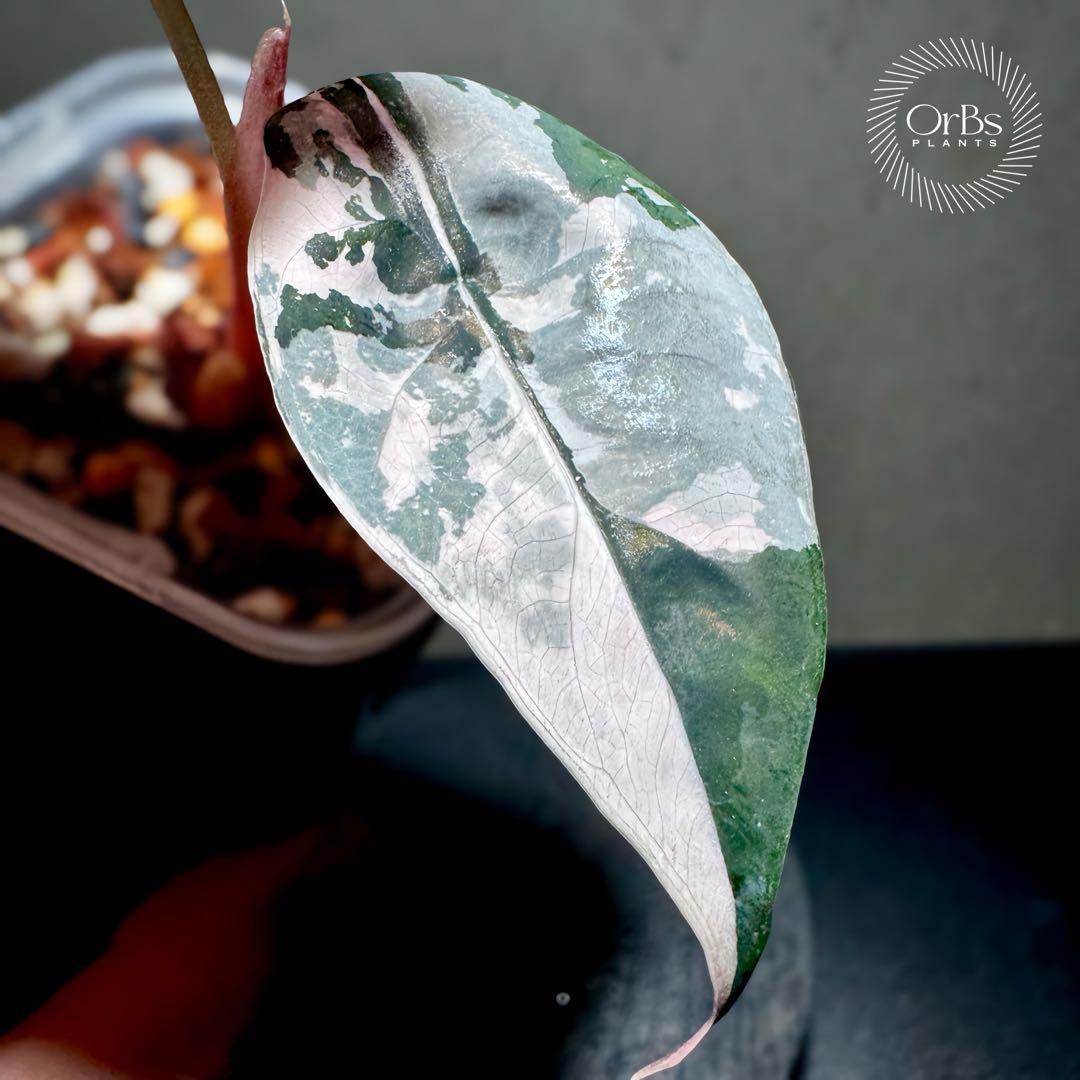 【最終特価】アロカシア シャントリエリ ピンク斑入り 優良株 鉢のまま発送