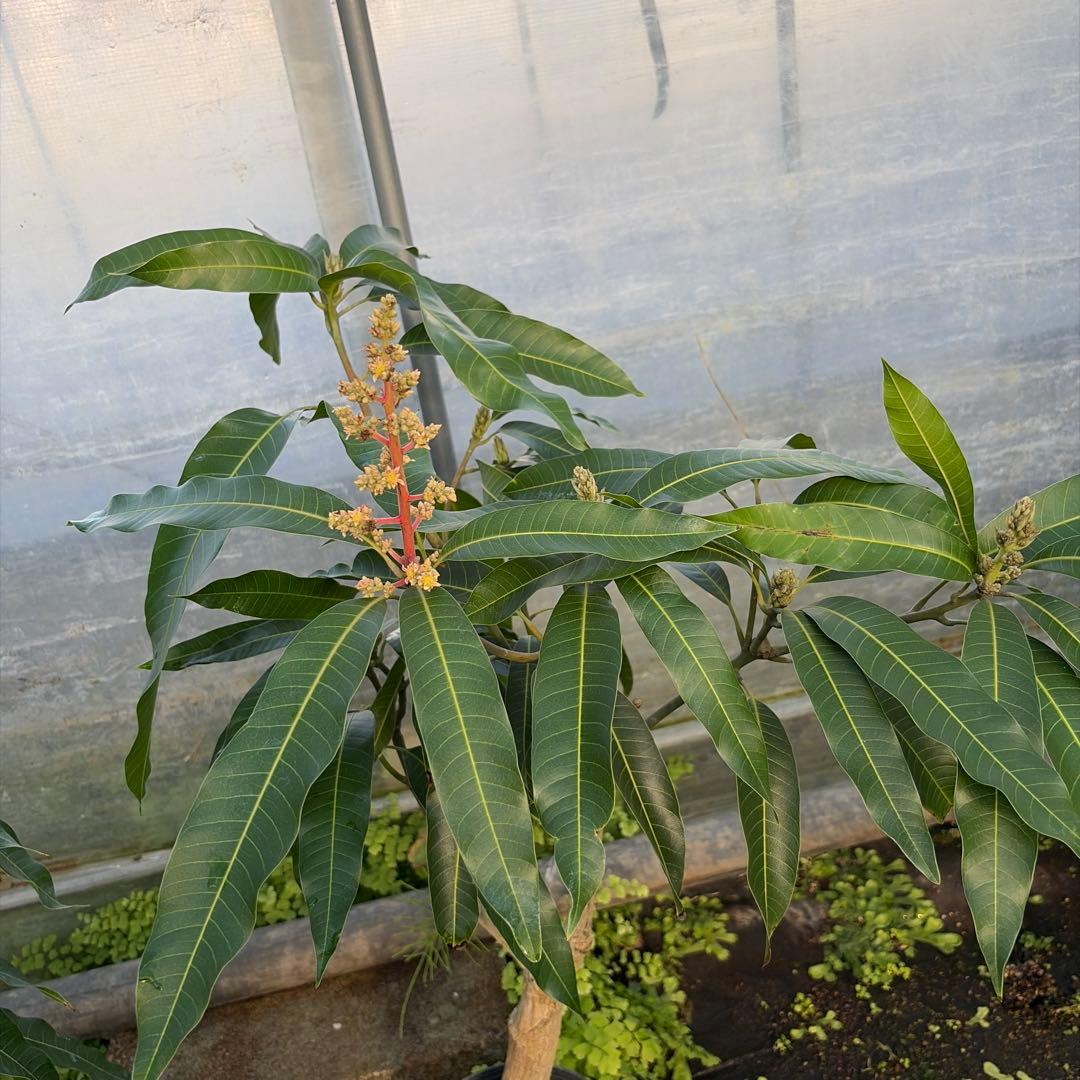 ジル　ゴールデンナゲット　セットマンゴー苗　6号大苗