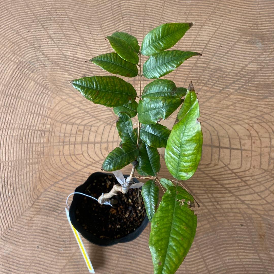 ジャボチカ　ブランカ種　接木苗