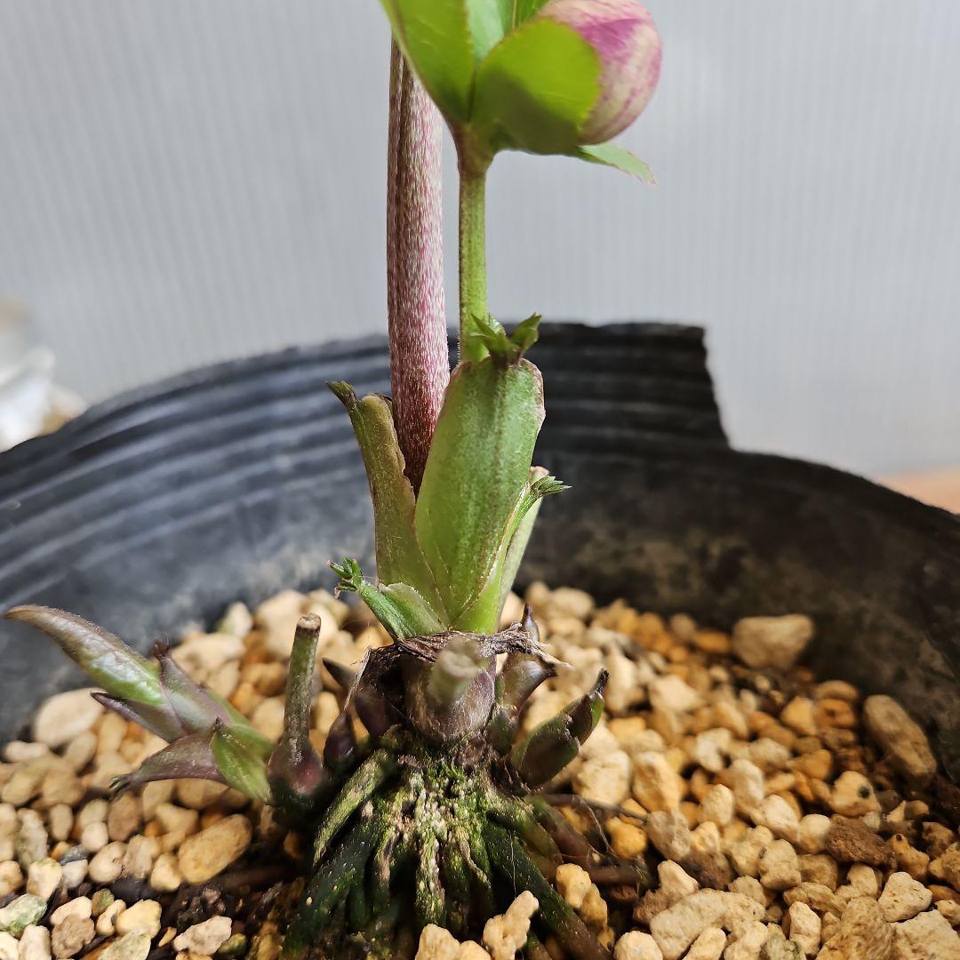 ㉖-270クリスマスローズ