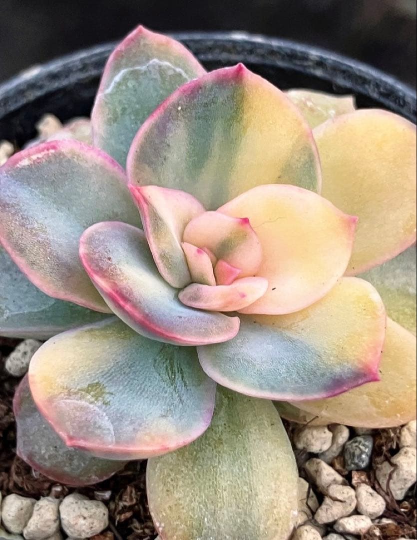 多肉植物　リヤド錦　抜き苗