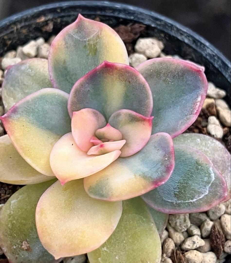 多肉植物　リヤド錦　抜き苗