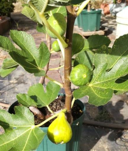 Green Greek（グリーングリーク）　収穫確認済み イチジク苗