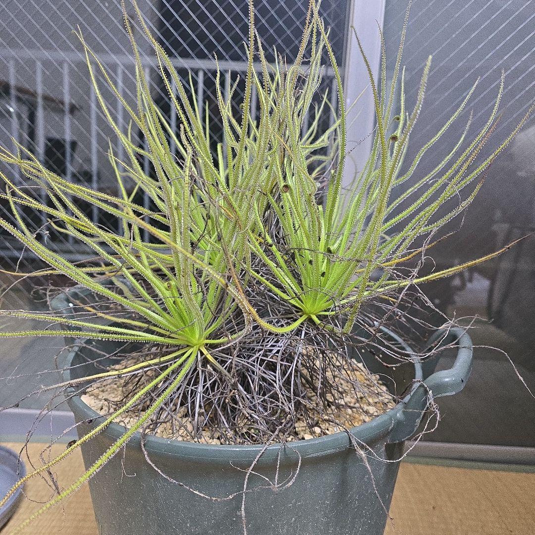 ドロソフィルム　超大株