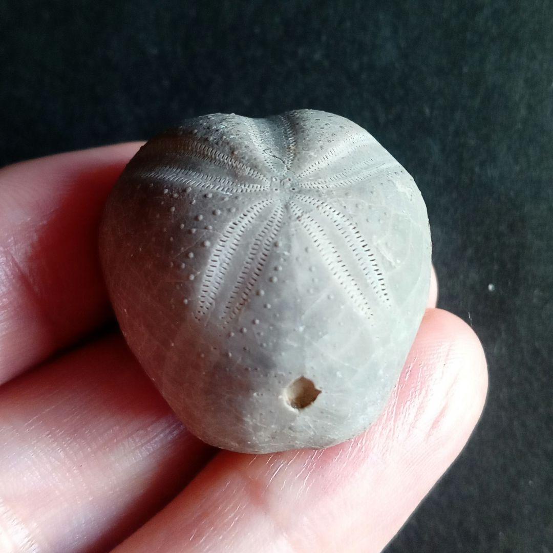 ウニ化石　ブンブク　30mm　極美麗　MAXIMUM　希少な標本