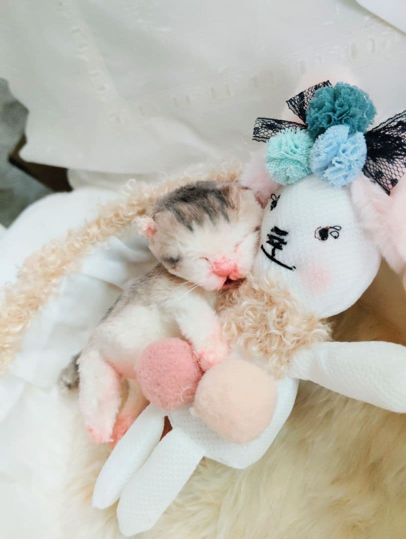 お世話してね❤生後１日子猫ちゃん♡バスケットとクマたん♡アートドール♡ぬいぐるみ