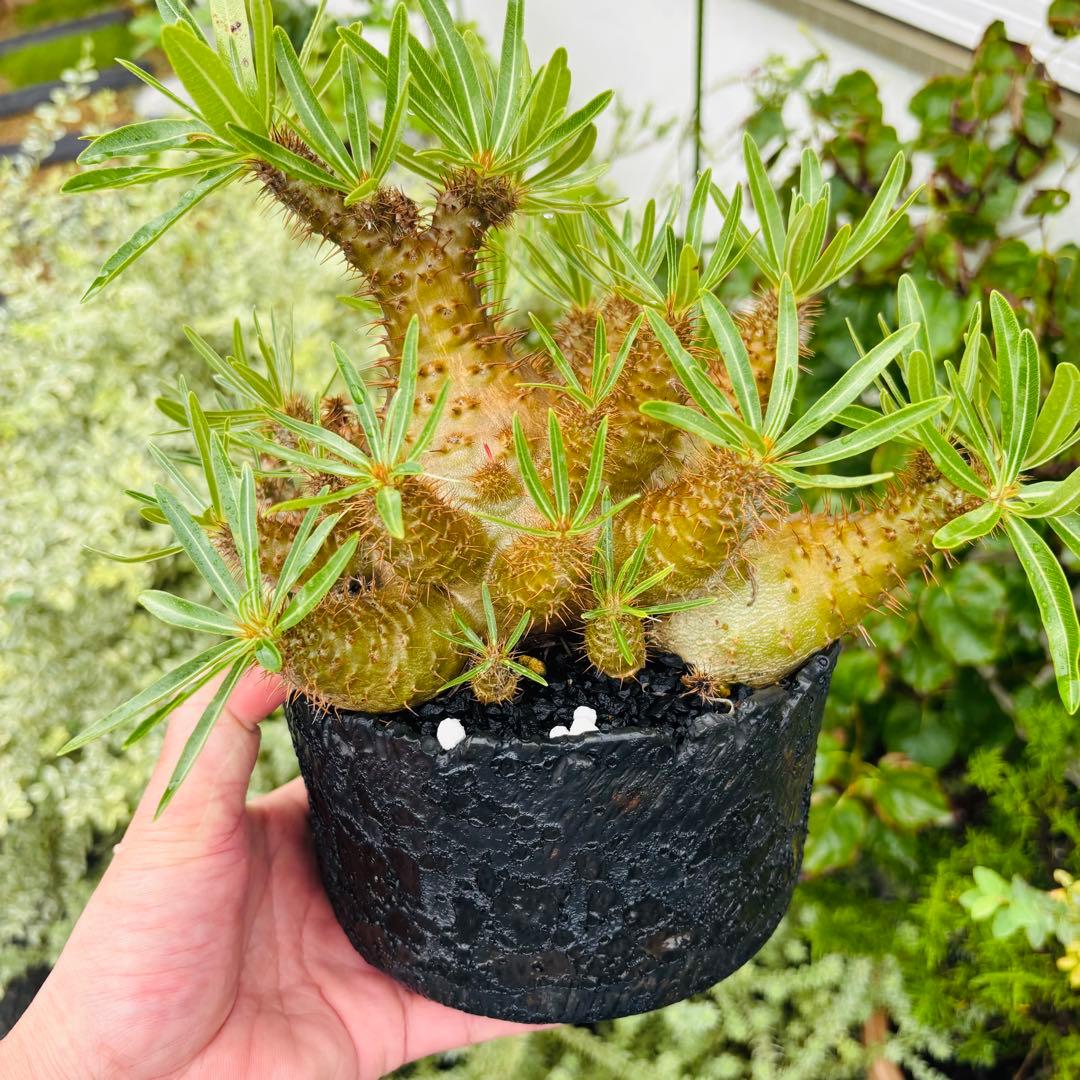 短期間限定超特価！ コレクション株 超多頭 パキポディウム グラキリス 中川智治