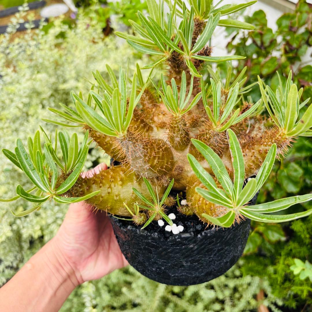 短期間限定超特価！ コレクション株 超多頭 パキポディウム グラキリス 中川智治