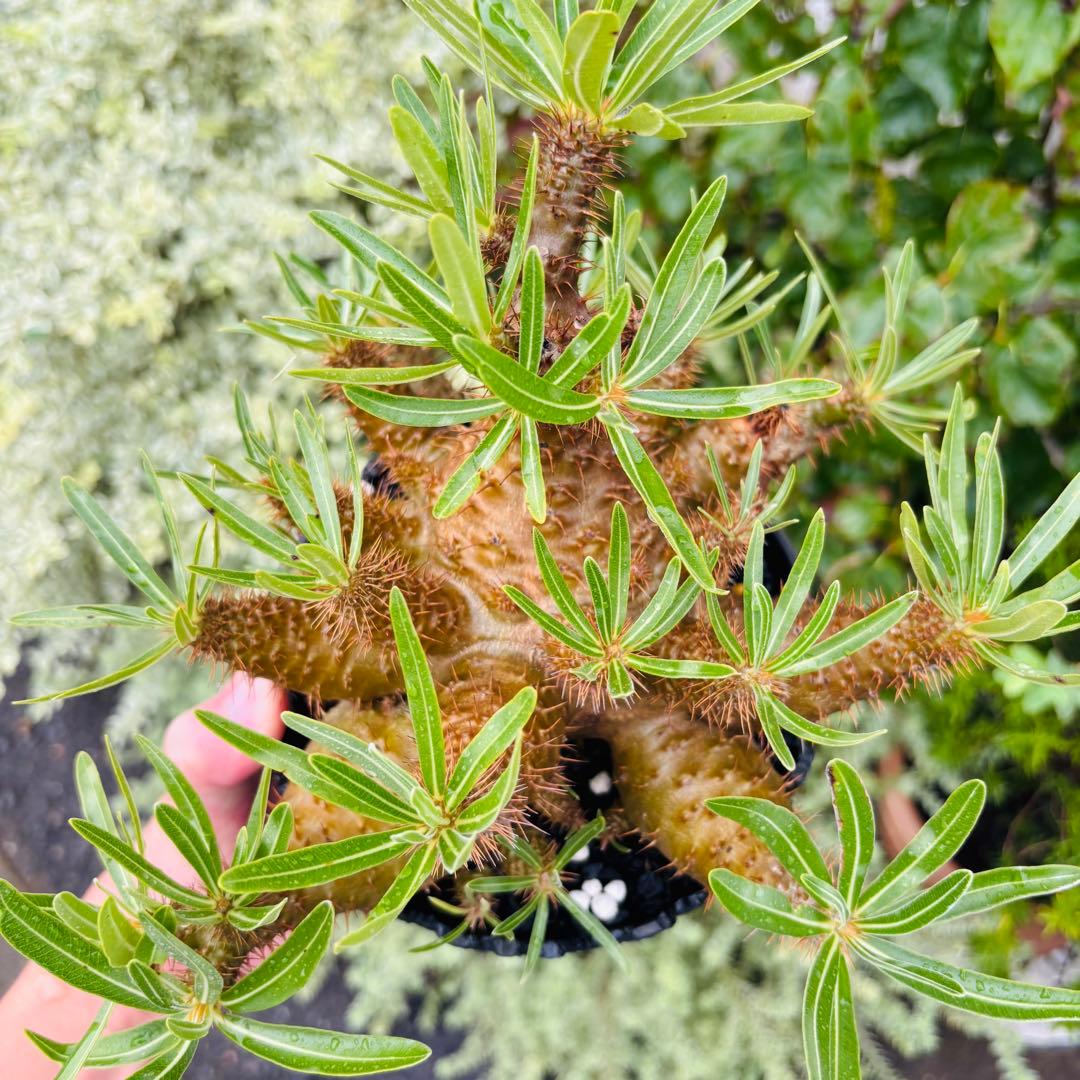 短期間限定超特価！ コレクション株 超多頭 パキポディウム グラキリス 中川智治