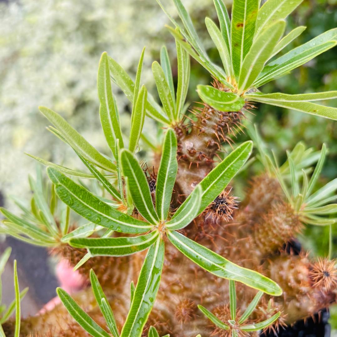 短期間限定超特価！ コレクション株 超多頭 パキポディウム グラキリス 中川智治