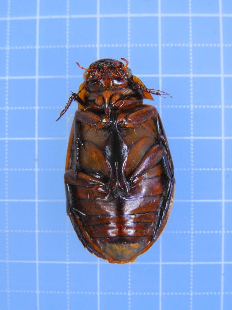 ドイツ産　ゲンゴロウモドキ　30mm ドイツではプロテクトかかってます