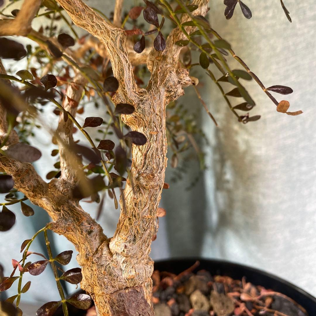 オペルクリカリア　パキプス