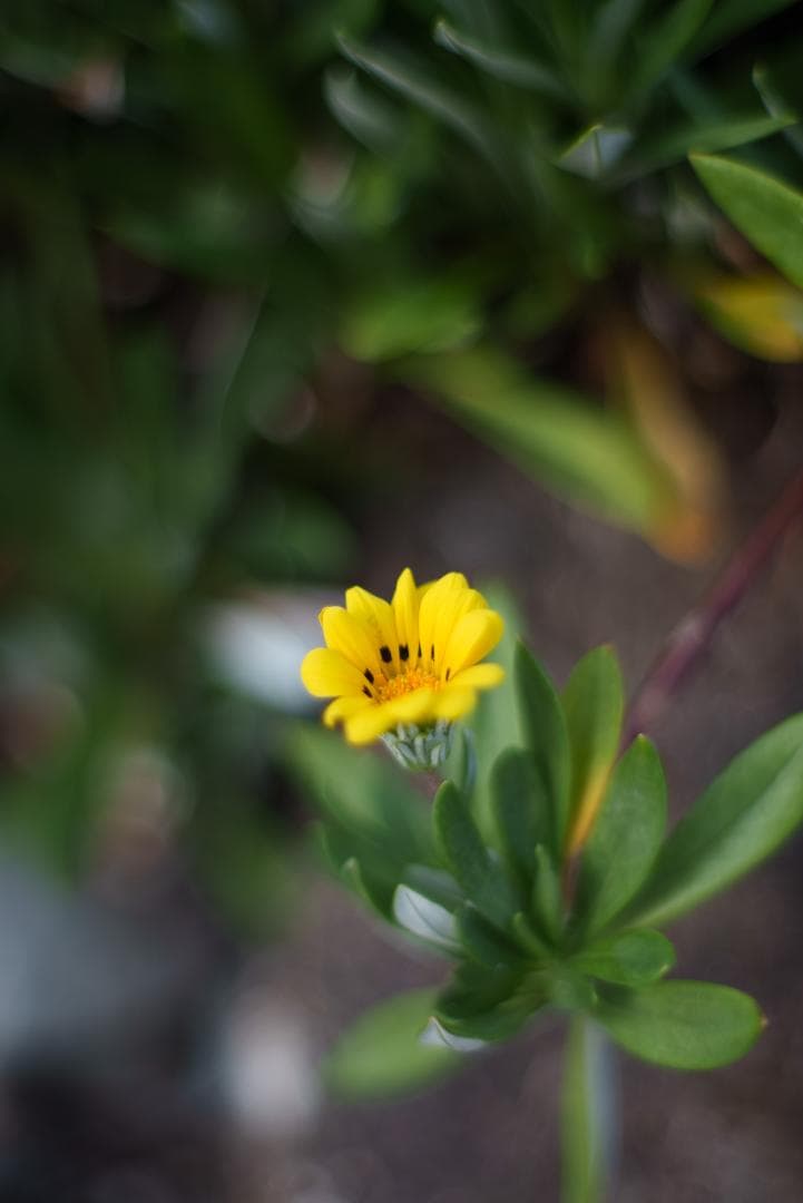 おおにし様　最初期モデル！標準の帝王 Planar 50mm F1.4 AEJ