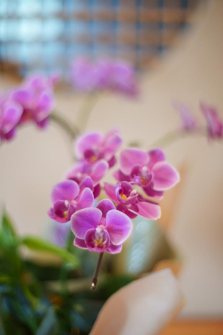 おおにし様　最初期モデル！標準の帝王 Planar 50mm F1.4 AEJ