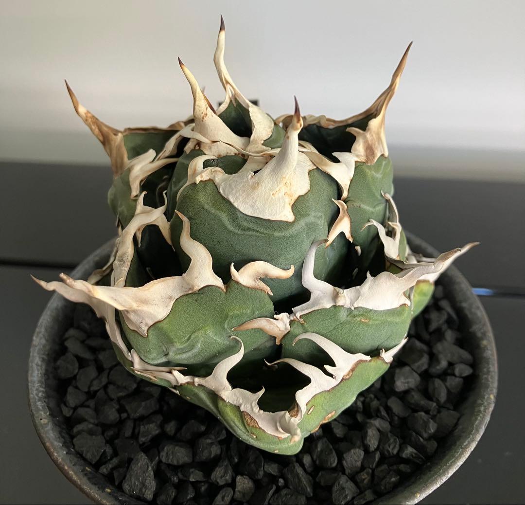 【専用】コレクション放出　アガベ白鯨　コンパクト強刺ボール　トップ超ロング