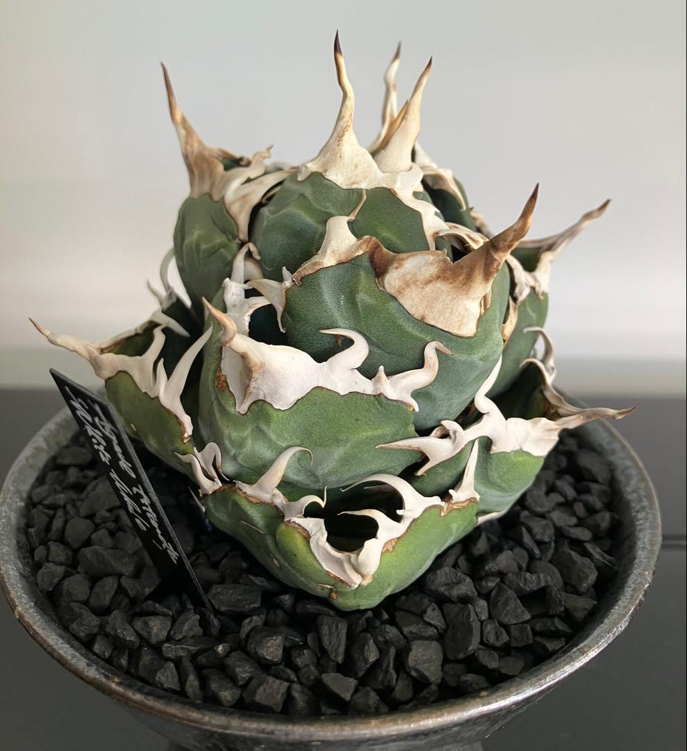 【専用】コレクション放出　アガベ白鯨　コンパクト強刺ボール　トップ超ロング