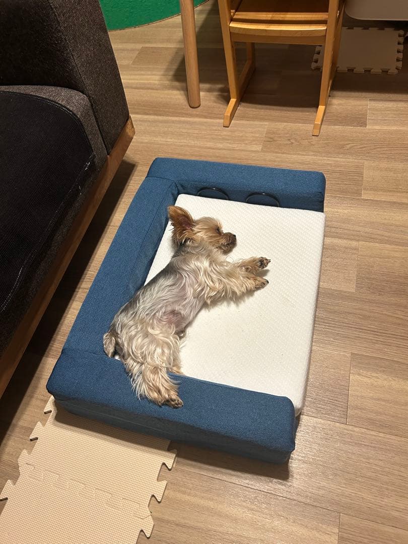 ☆期間限定☆新品☆未開封品❗️コアラペット ベッド KUDDLE