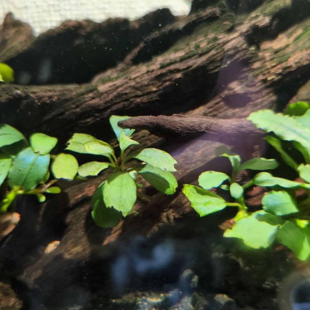 ブセファランドラ　写真のものすべて　水中葉　引退出品